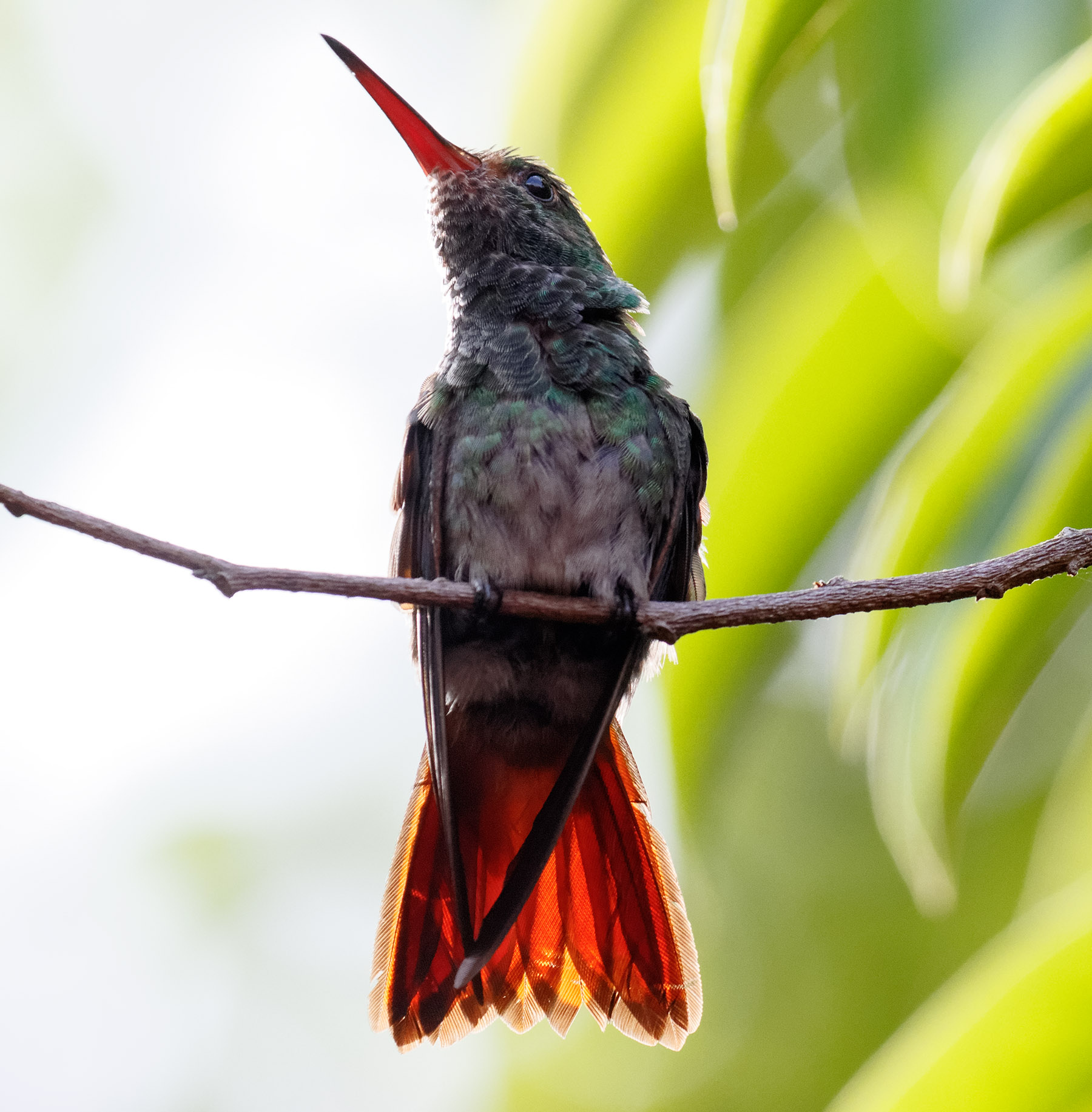 Rufous-Tailed Hummingbird