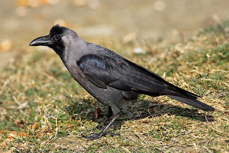 House Crow