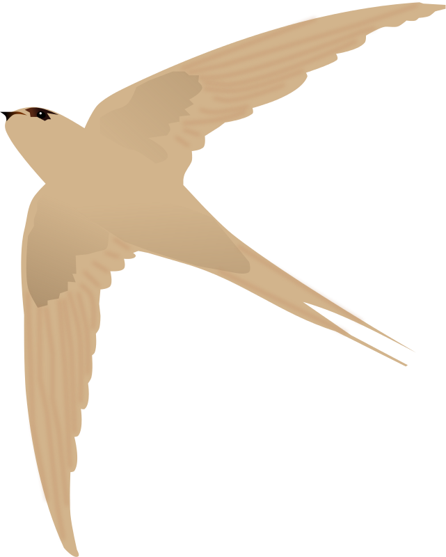 Asian Palm-Swift