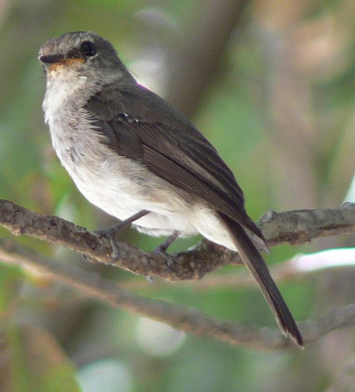 Dusky-brown Flycatcher