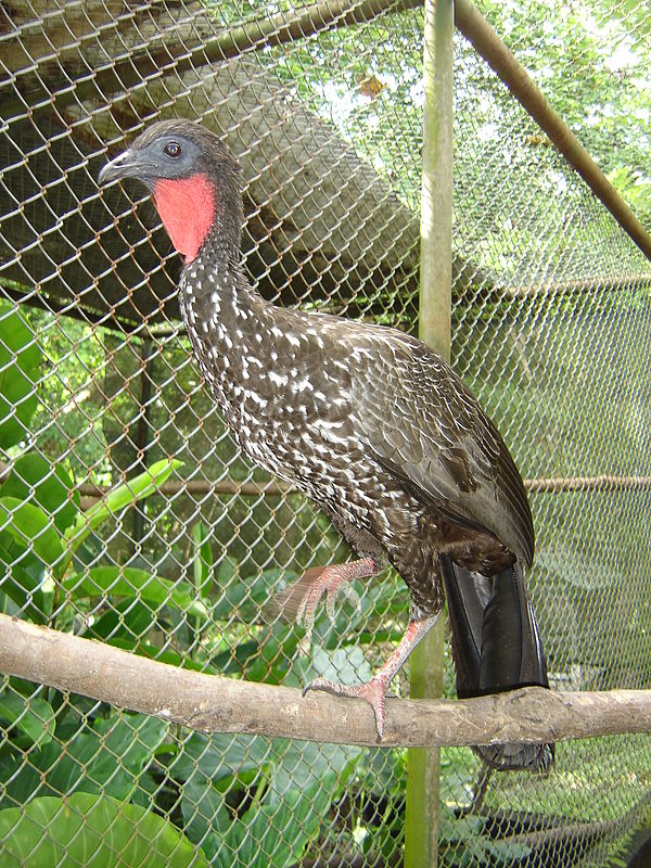 Crested Guan