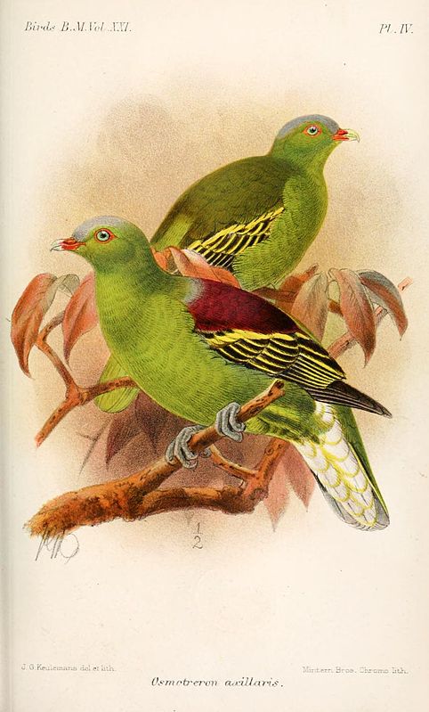 Philippine Green-Pigeon