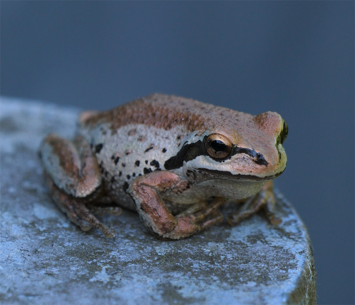 Pacific Tree Frog close-up