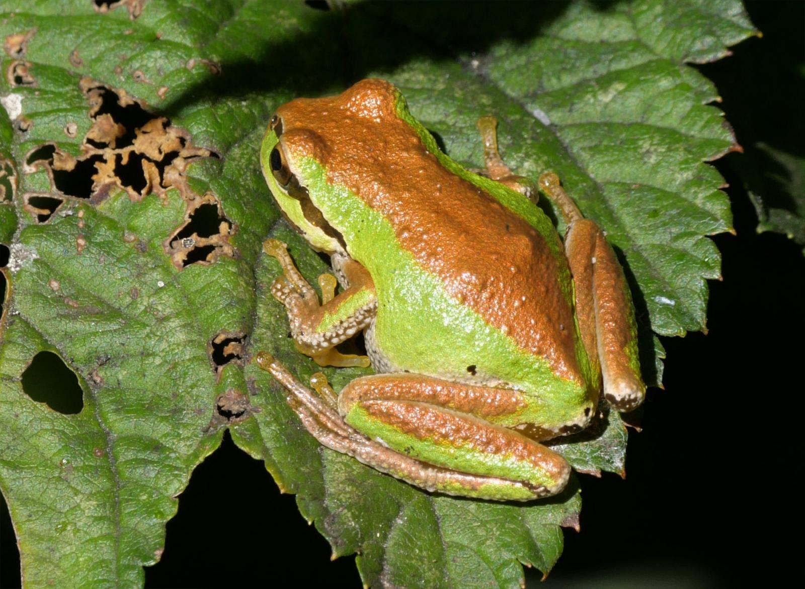 Copper and Green Pacific Tree Frog