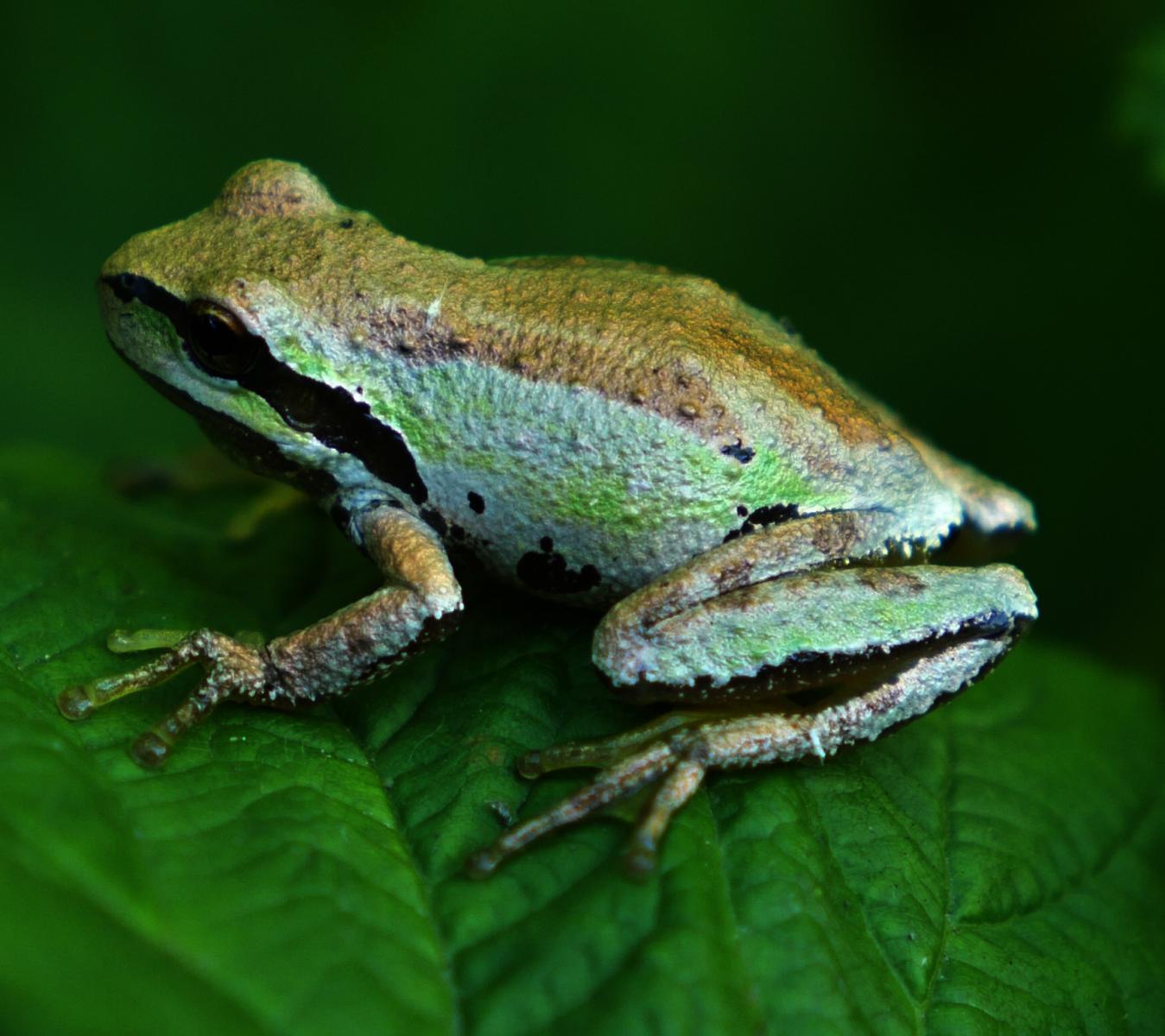 Color Variations and Diversity in Pacific Tree Frogs (Pseudacris regilla)</a>