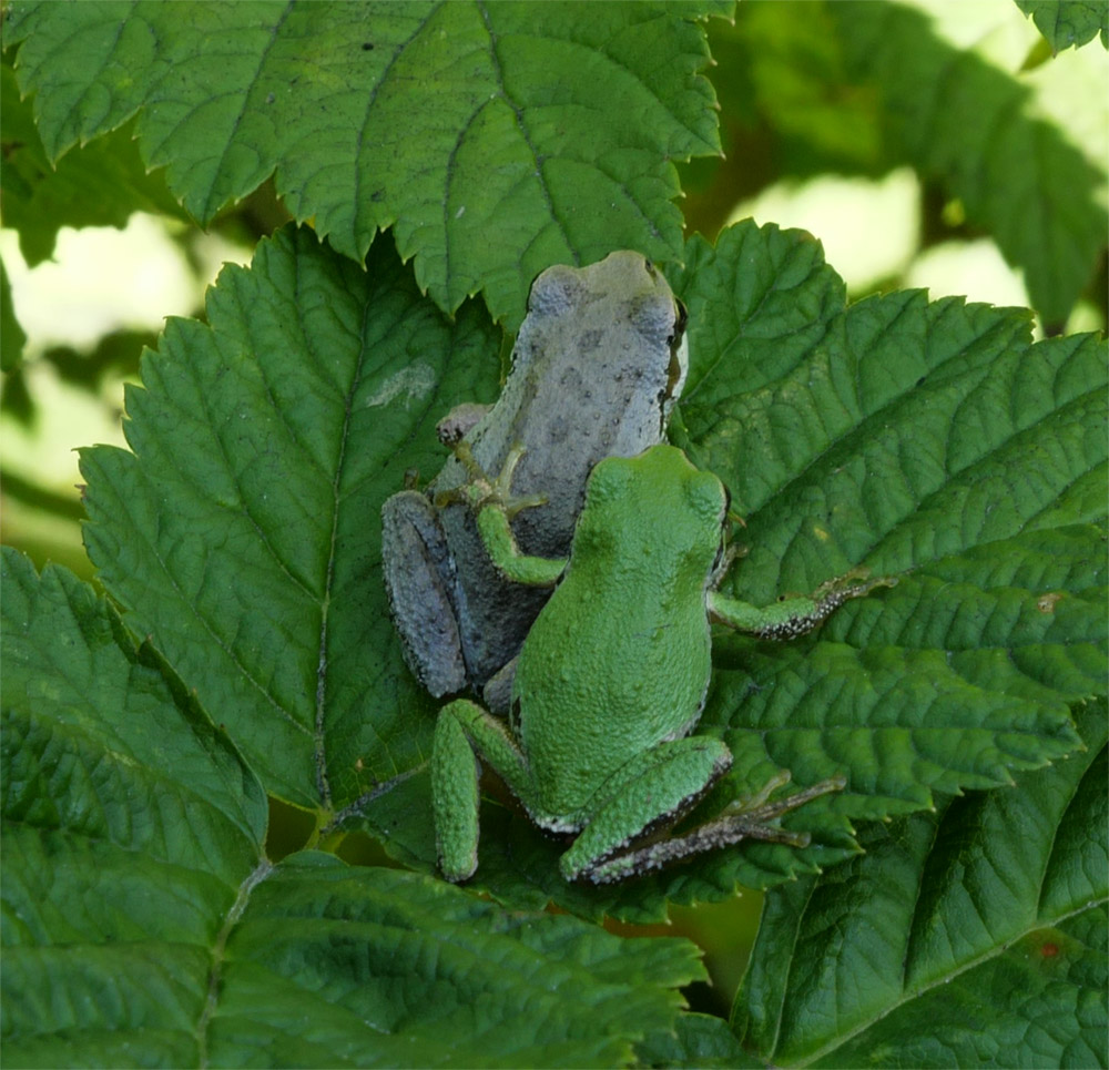 Green and Gray Pacific Tree Frog