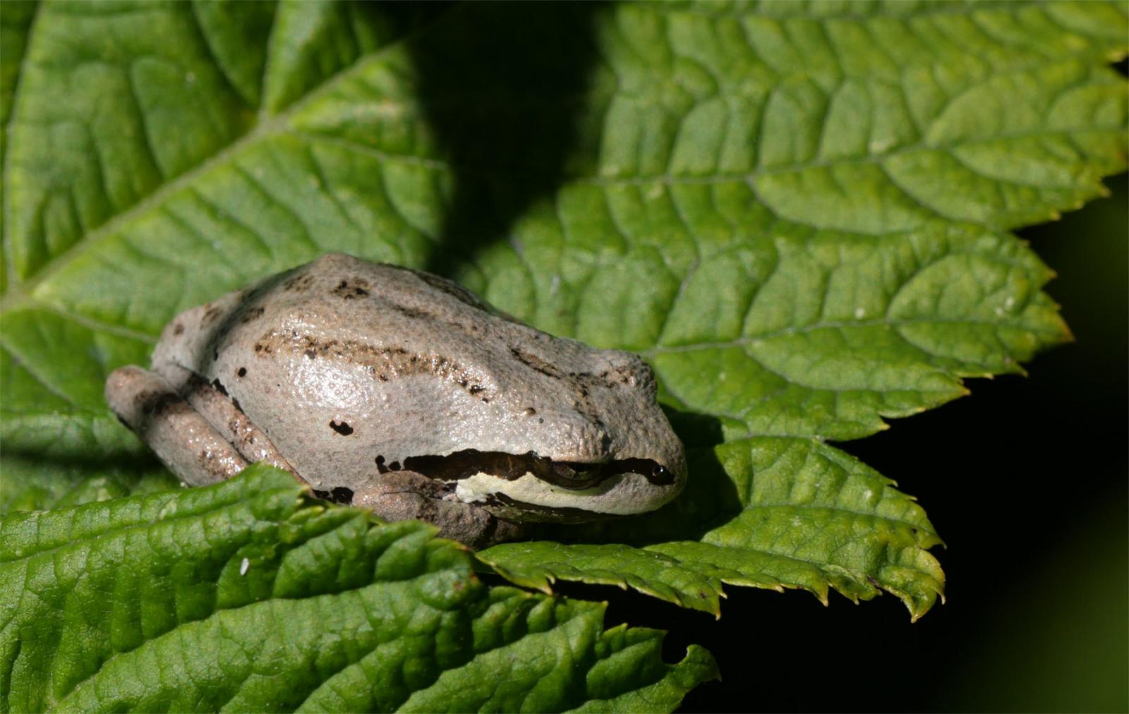 Gray variation of Pacific Tree Frog
