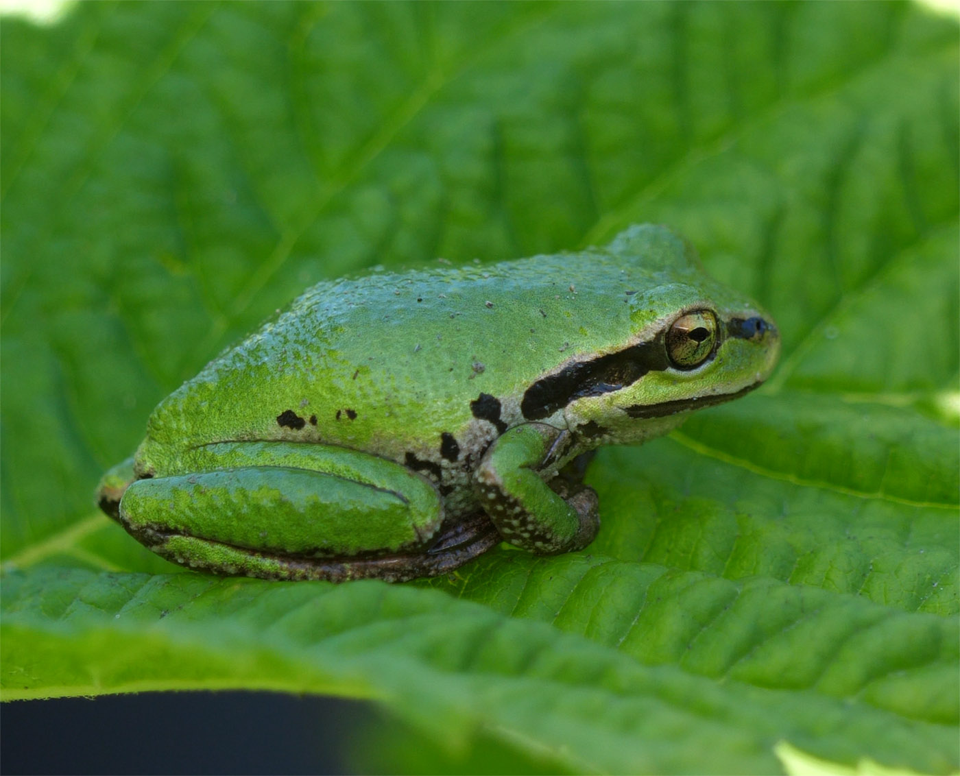 Green Pacific Tree Frog