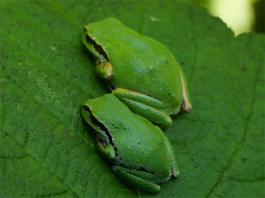 Green variation of Pacific Tree Frog