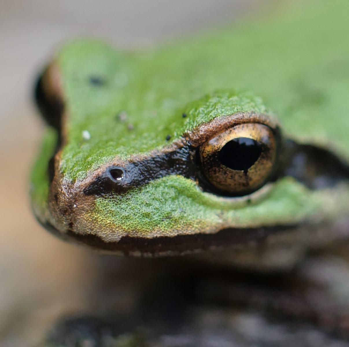 Pacific Tree Frog Macro Shots</a>