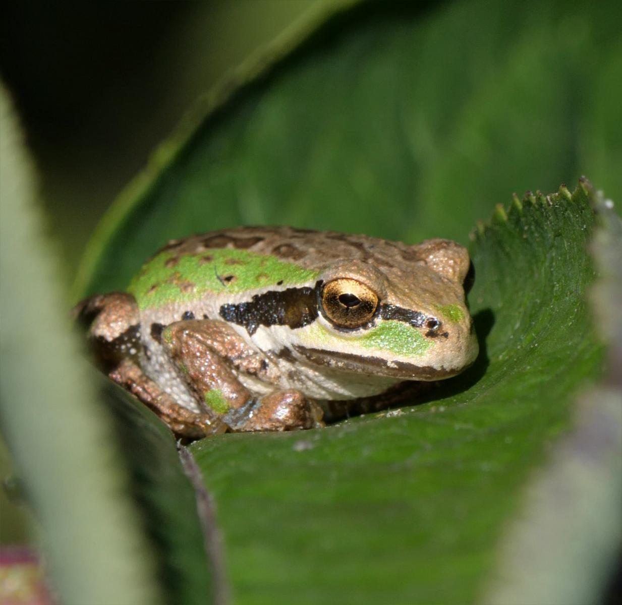 Sunbathing Pacific Tree Frog