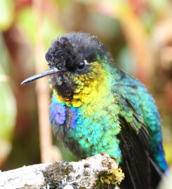 Paraíso Quetzal Lodge