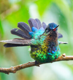 Paraíso Quetzal Lodge