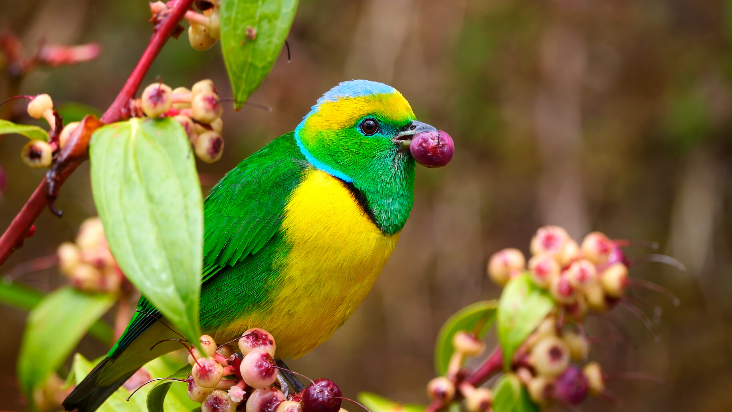 Golden-browed Chlorophonia