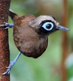 Ilke Coelho Birdwatching