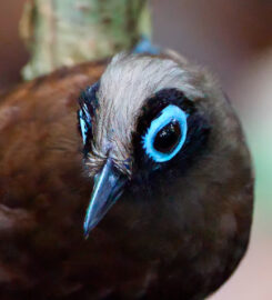 Ilke Coelho Birdwatching