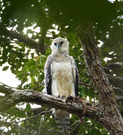 Ilke Coelho Birdwatching