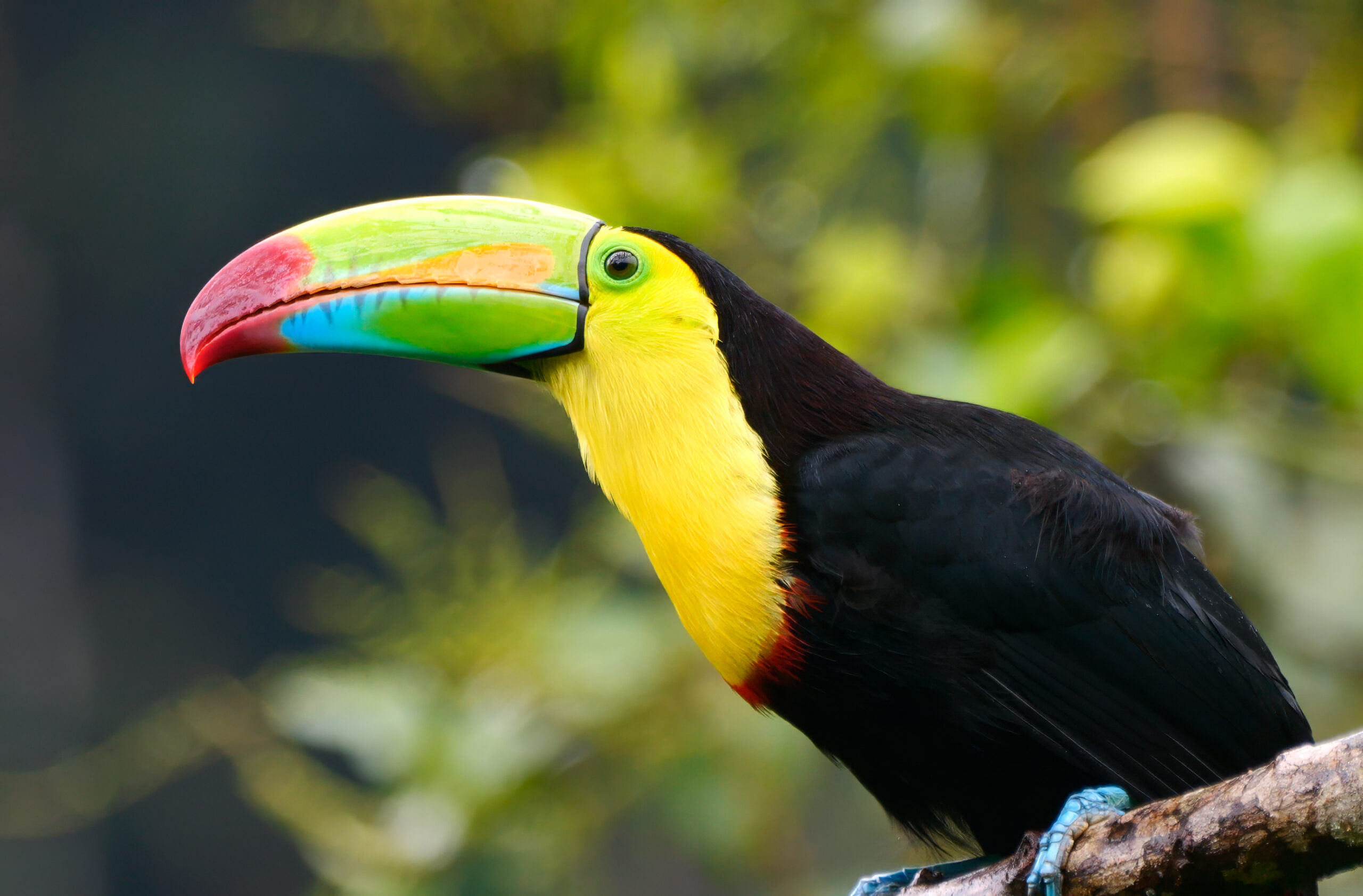 Keel-billed Toucan