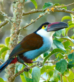 El Retorno de los Colibríes Nature Reserve