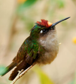 El Retorno de los Colibríes Nature Reserve