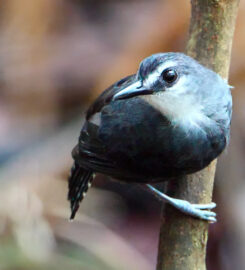 Ilke Coelho Birdwatching